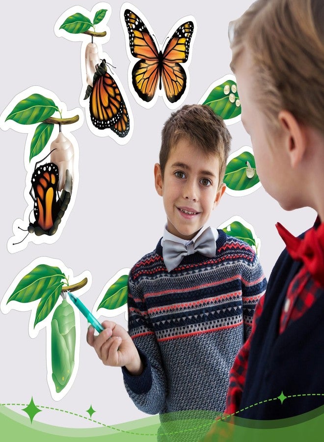 Relaxweex 9 Pcs Magnetic Butterfly Life Cycle Toys for Kid Caterpillar to Monarch Butterfly Growth Cycle Toy Insect Figures for Kids Education Preschool Classroom Insect Themed Teaching Tools Supplies - Image 5